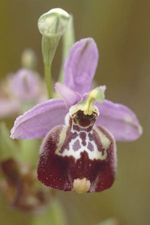 Ophrys candica \ Weißglanz-Ragwurz / Candia Bee Orchid, I  Tarent/Taranto 2.5.1998 