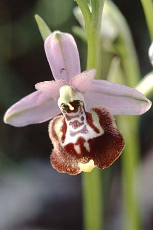 Ophrys candica \ Weißglanz-Ragwurz / Candia Bee Orchid, I  Tarent/Taranto 10.4.1999 
