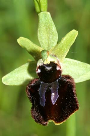 Ophrys incubacea subsp. castri-caesaris \ Westliche Schwarze Ragwurz / Saint-Cezaire Black Spider Orchid, I  Imperia 26.5.2001 