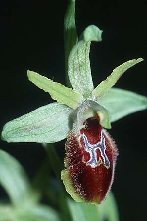 Ophrys cilentana, I  Cilento 16.3.2002 