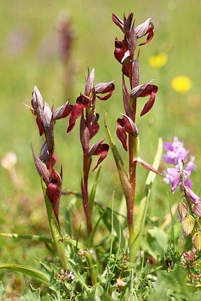 Serapias bergonii subsp. cilentana x lingua, I   Cilento, San Giacomo 4.6.2015 (Photo: Helmut Presser)