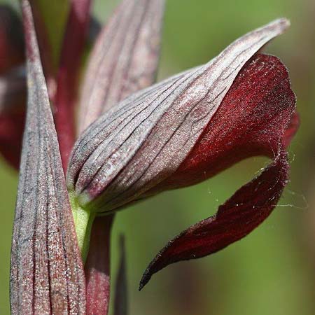 Serapias bergonii subsp. cilentana x lingua, I   Cilento, San Giacomo 4.6.2015 (Photo: Helmut Presser)