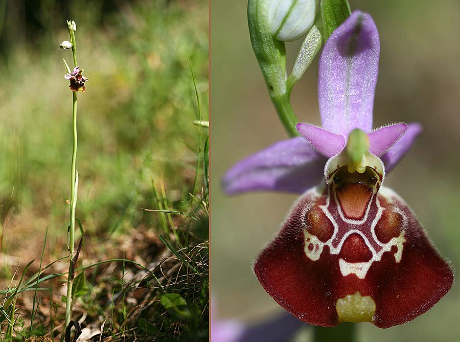 Ophrys cinnabarina \ Zinnober-Ragwurz / Cinnabar Bee Orchid, I  Promontorio del Gargano, San Giovanni Rotondo 26.5.2015 (Photo: Helmut Presser)