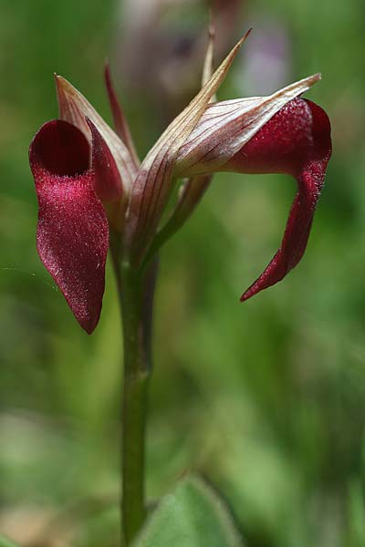 Serapias cordigera subsp. lucana x parviflora, I   Basilicata, Laurenzana 30.5.2015 (Photo: Helmut Presser)