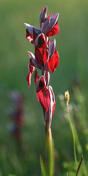 Serapias cordigera subsp. lucana \ Lukanischer Zungenständel / Lucanian Serapias (Locus classicus), I  Basilicata, Satriano di Lucania 29.5.2015 (Photo: Helmut Presser)