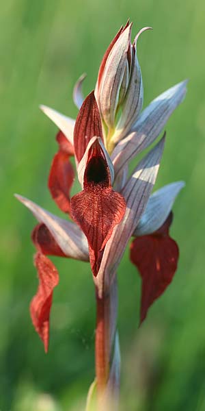 Serapias cordigera subsp. lucana \ Lukanischer Zungenständel / Lucanian Serapias (Locus classicus), I  Basilicata, Satriano di Lucania 29.5.2015 (Photo: Helmut Presser)