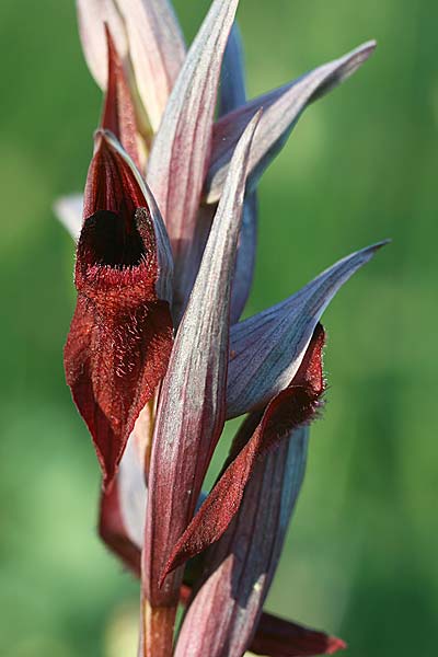 Serapias cordigera subsp. lucana \ Lukanischer Zungenständel / Lucanian Serapias (Locus classicus), I  Basilicata, Satriano di Lucania 29.5.2015 (Photo: Helmut Presser)