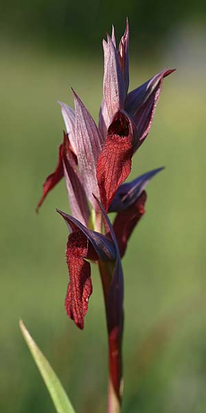 Serapias cordigera subsp. lucana \ Lukanischer Zungenständel / Lucanian Serapias (Locus classicus), I  Basilicata, Satriano di Lucania 29.5.2015 (Photo: Helmut Presser)