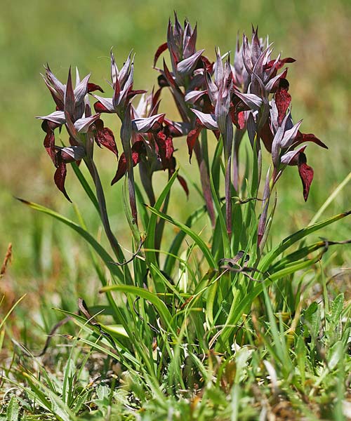 Serapias cordigera subsp. lucana \ Lukanischer Zungenständel / Lucanian Serapias, I  Basilicata, Laurenzana 30.5.2015 (Photo: Helmut Presser)