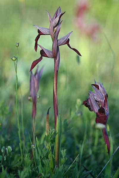 Serapias cordigera subsp. lucana \ Lukanischer Zungenständel / Lucanian Serapias (Locus classicus), I  Basilicata, Satriano di Lucania 29.5.2015 (Photo: Helmut Presser)