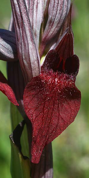 Serapias cordigera subsp. lucana \ Lukanischer Zungenständel / Lucanian Serapias, I  Basilicata, Laurenzana 30.5.2015 (Photo: Helmut Presser)