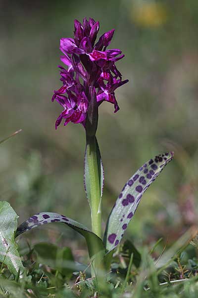 Dactylorhiza cruenta x lapponica, I   Passo Falzarego 14.7.2013 (Photo: Helmut Presser)