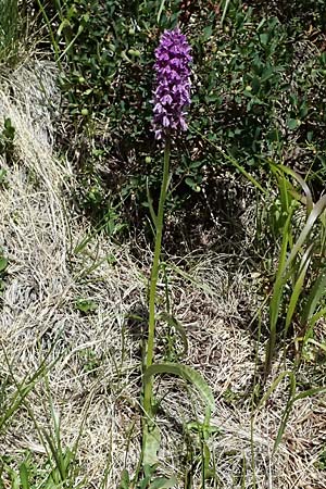 Dactylorhiza fuchsii / Common Spotted Orchid, I  Passo del Tonale 11.7.2026 