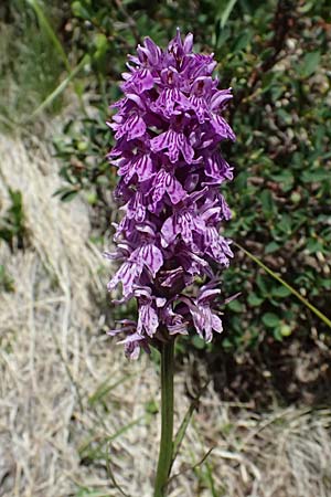 Dactylorhiza fuchsii / Common Spotted Orchid, I  Passo del Tonale 11.7.2026 