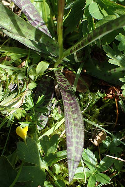 Dactylorhiza fuchsii x Nigritella rhellicani, I   Südtirol, Plätzwiese 5.7.2022 