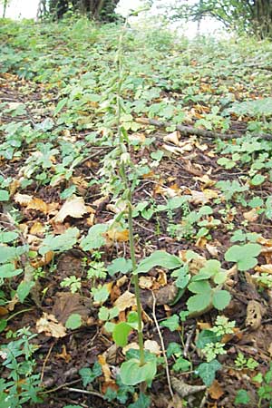 Epipactis autumnalis \ Herbst-Ständelwurz, I  Vicenza 31.7.2011 
