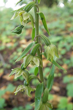 Epipactis autumnalis \ Herbst-Ständelwurz, I  Vicenza 31.7.2011 