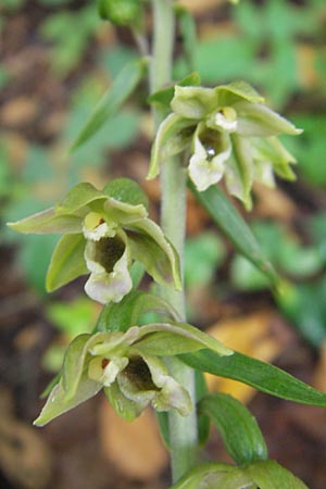 Epipactis autumnalis \ Herbst-Ständelwurz, I  Vicenza 31.7.2011 