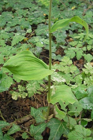 Epipactis autumnalis \ Herbst-Ständelwurz, I  Vicenza 31.7.2011 