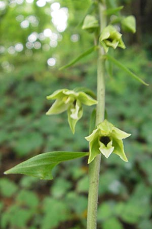 Epipactis autumnalis \ Herbst-Ständelwurz, I  Vicenza 31.7.2011 