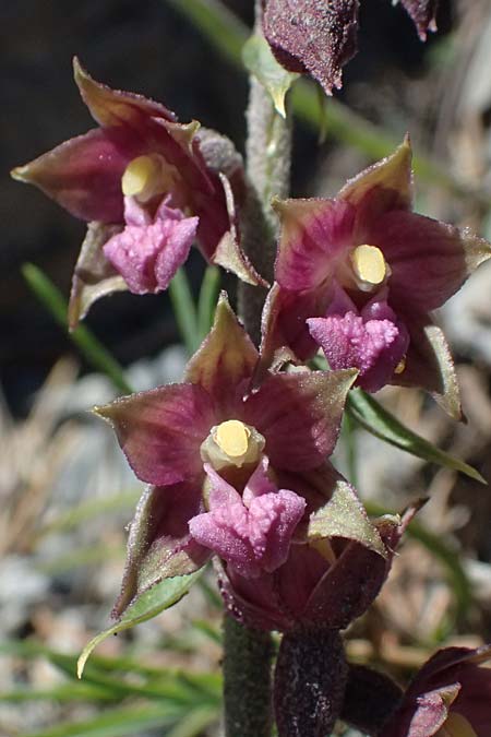 Epipactis atrorubens \ Braunrote St&auml;ndelwurz / Dark-red Helleborine, I  Lago di Cancano 10.7.2026 