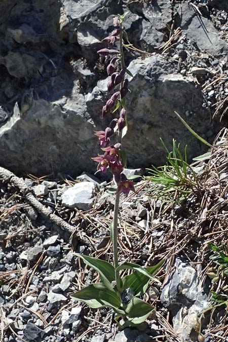Epipactis atrorubens \ Braunrote St&auml;ndelwurz / Dark-red Helleborine, I  Lago di Cancano 10.7.2026 
