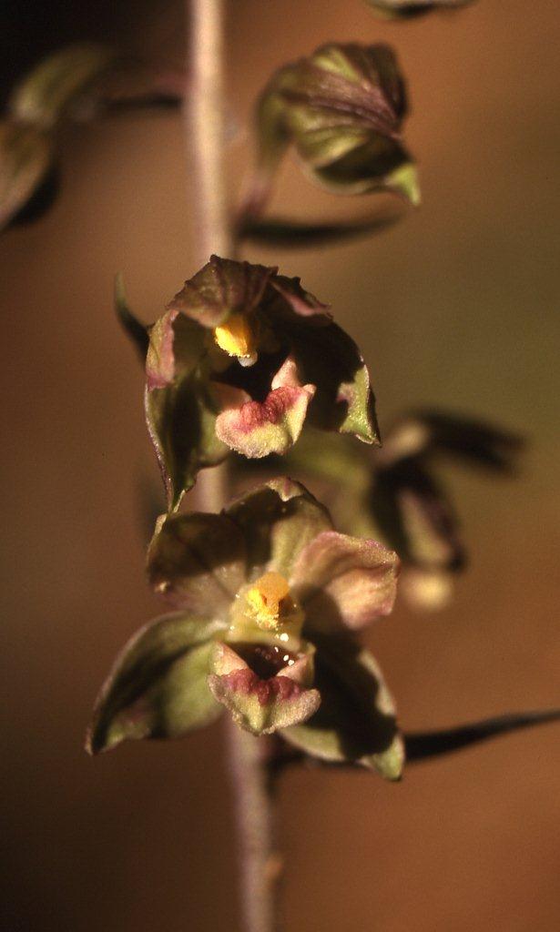 Epipactis meridionalis \ Südliche Ständelwurz, I  Serra San Bruno, Ferdinandea 8.7.2000 (Photo: Helmut Presser)