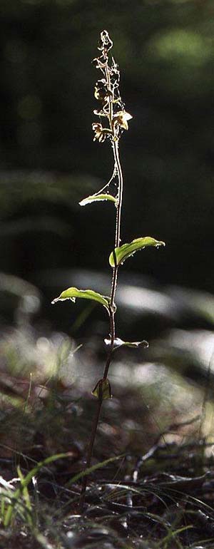Epipactis meridionalis \ Südliche Ständelwurz, I  Serra San Bruno, Ferdinandea 8.7.2000 (Photo: Helmut Presser)
