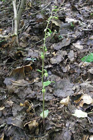Epipactis autumnalis \ Herbst-Ständelwurz, I  Vicenza 31.7.2011 