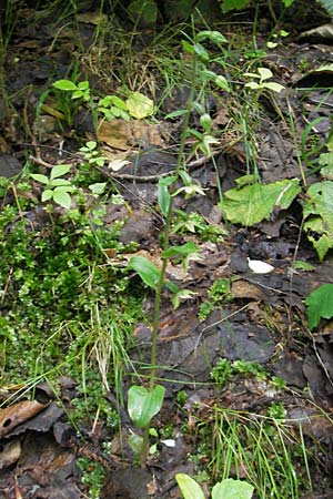 Epipactis autumnalis \ Herbst-Ständelwurz, I  Vicenza 31.7.2011 