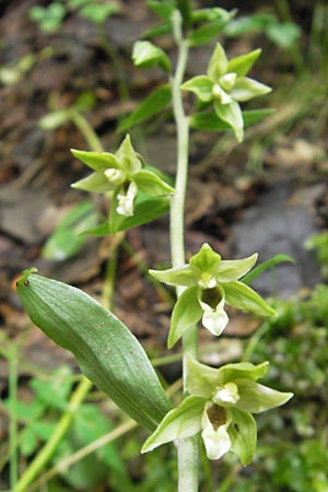 Epipactis autumnalis \ Herbst-Ständelwurz, I  Vicenza 31.7.2011 