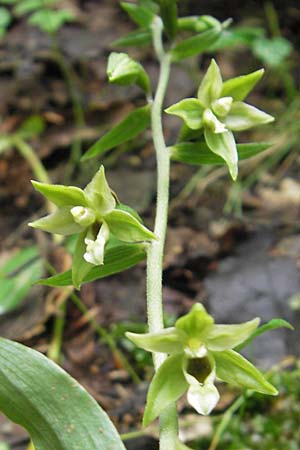 Epipactis autumnalis \ Herbst-Ständelwurz, I  Vicenza 31.7.2011 
