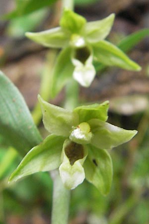 Epipactis autumnalis \ Herbst-Ständelwurz, I  Vicenza 31.7.2011 