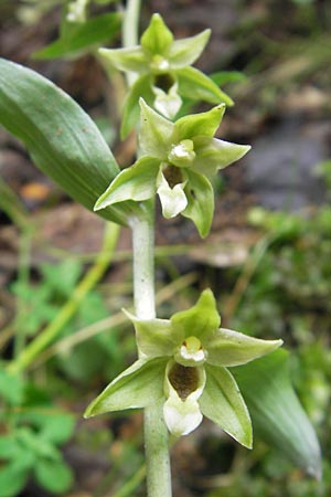 Epipactis autumnalis \ Herbst-Ständelwurz, I  Vicenza 31.7.2011 