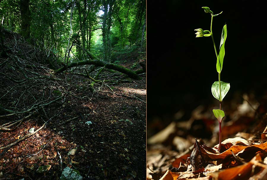 Epipactis leptochila subsp. umbrae \ Foresta-Umbra-Ständelwurz, I  Promontorio del Gargano, Foresta Umbra 29.7.2019 (Photo: Helmut Presser)