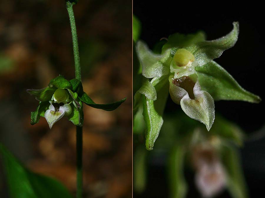 Epipactis leptochila subsp. umbrae \ Foresta-Umbra-Ständelwurz, I  Promontorio del Gargano, Foresta Umbra 29.7.2019 (Photo: Helmut Presser)