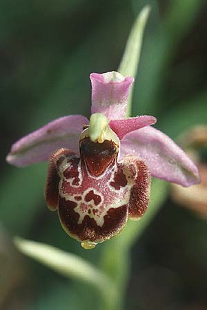 Ophrys vetula \ Seealpen-Ragwurz / Maritine Alps Bee Orchid, I  Liguria, Dolcedo 26.5.2001 