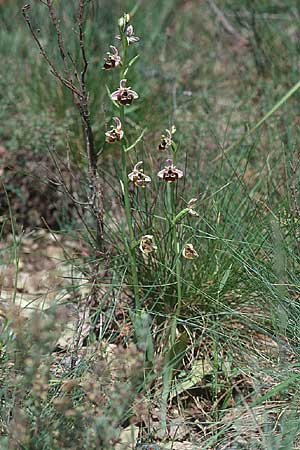 Ophrys vetula \ Seealpen-Ragwurz / Maritine Alps Bee Orchid, I  Liguria, Dolcedo 26.5.2001 