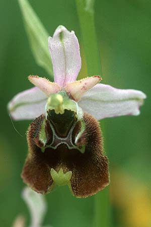 Ophrys gracilis \ Zierliche Hummel-Ragwurz / Slender Late Spider Orchid, I  Monti Aurunci 3.6.2004 