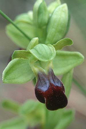 Ophrys sulcata \ Gefurchte Braune Ragwurz / Furrowed Dull Orchid, I  Promontorio del Gargano, Mattinata 11.4.1998 