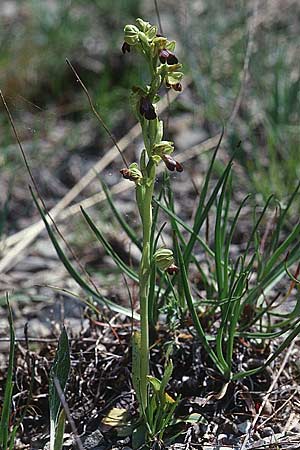 Ophrys sulcata \ Gefurchte Braune Ragwurz / Furrowed Dull Orchid (Höhe/alt. 540 m, gleichzeitig/simultaneously O.bertolonii, O.holoserica lorenae), I  San Gimignano 14.5.2001 