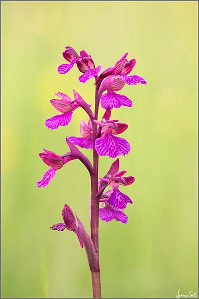 Anacamptis morio x papilionacea subsp. papilionacea, I   Prov. Udine 23.5.2019 (Photo: Luciano Silei)