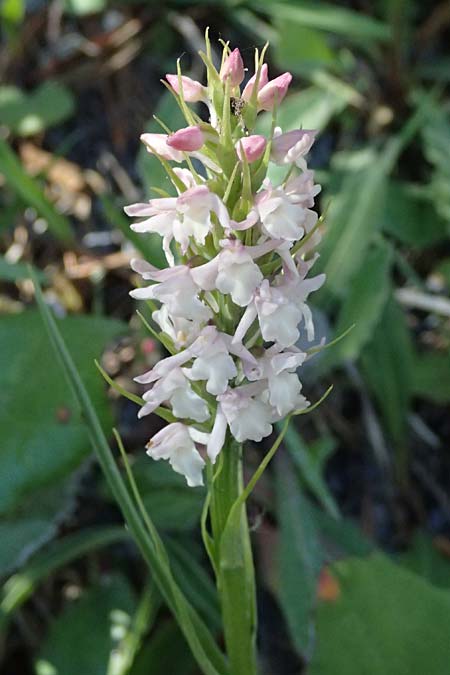Gymnadenia odoratissima \ Wohlriechende H&auml;ndelwurz / Short-spurred Fragrant Orchid, I  Lago di Cancano 10.7.2026 