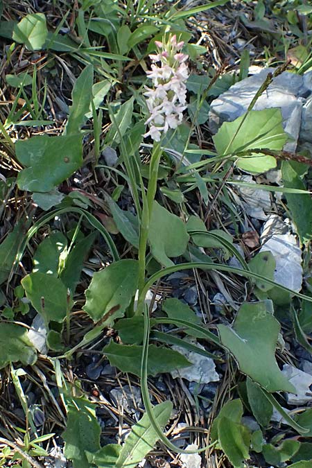 Gymnadenia odoratissima \ Wohlriechende H&auml;ndelwurz / Short-spurred Fragrant Orchid, I  Lago di Cancano 10.7.2026 