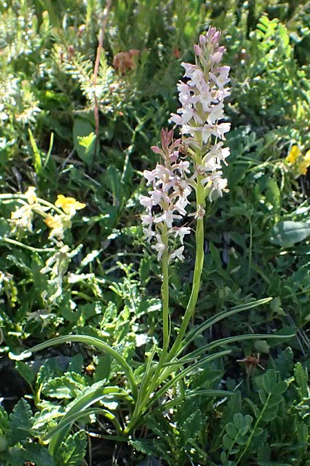 Gymnadenia odoratissima \ Wohlriechende H&auml;ndelwurz / Short-spurred Fragrant Orchid, I  Lago di Cancano 10.7.2026 