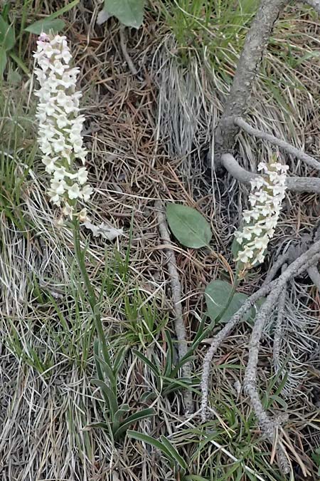 Gymnadenia odoratissima \ Wohlriechende H&auml;ndelwurz / Short-spurred Fragrant Orchid, I  Lago di Cancano 10.7.2026 