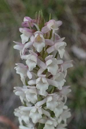 Gymnadenia odoratissima \ Wohlriechende H&auml;ndelwurz / Short-spurred Fragrant Orchid, I  Lago di Cancano 10.7.2026 