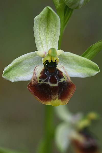 Ophrys gracilis x lacaitae, I   Basilicata, Laurenzana 28.5.2015 (Photo: Helmut Presser)