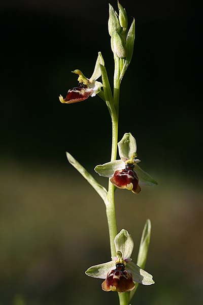Ophrys gracilis x lacaitae, I   Basilicata, Laurenzana 28.5.2015 (Photo: Helmut Presser)