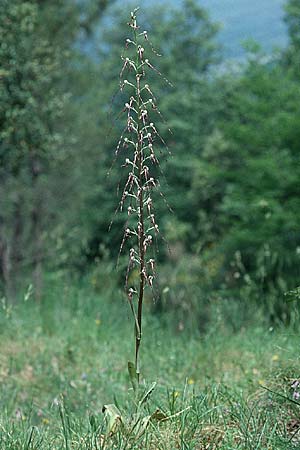 Himantoglossum adriaticum \ Adriatische Riemenzunge / Adriatic Lizard Orchid, I  Latium/Lazio, Torre Alfina 2.6.2002 